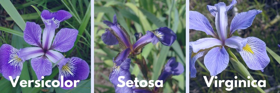 _images/iris_Pictures.jpg